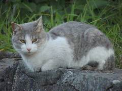 Photo of a kitten