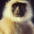 HinduMonkey’s avatar