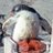 guanochick’s avatar